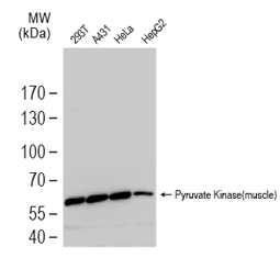 IDH1 antibody
